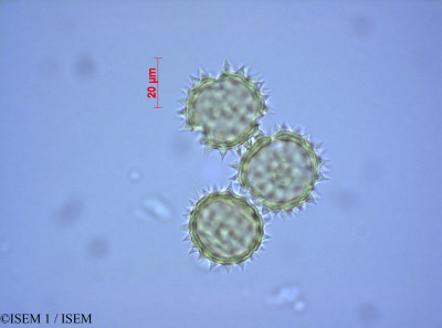 Pulicaria sicula - lame n° 27006